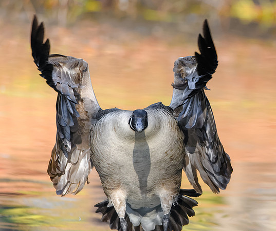 Canada Goose