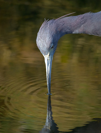 Little Blue Heron