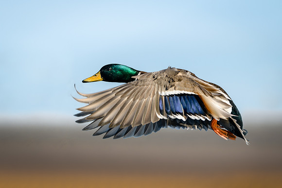 Mallard Drake in flight