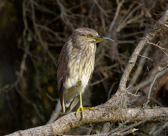 Juvenile Black-crowned Night-heron