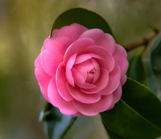 Camellia