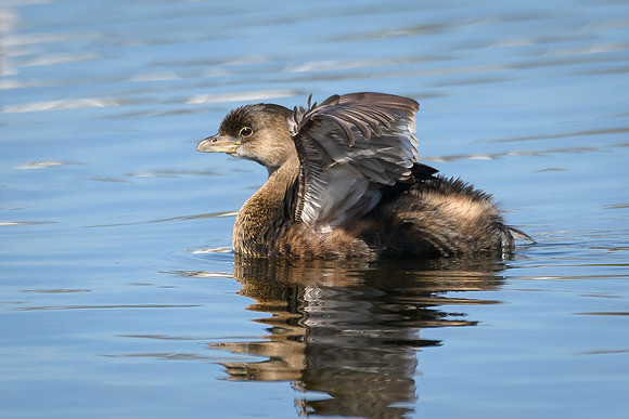 Pied-billed Grebe