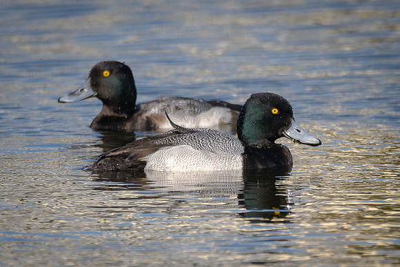 Lesser Scaups