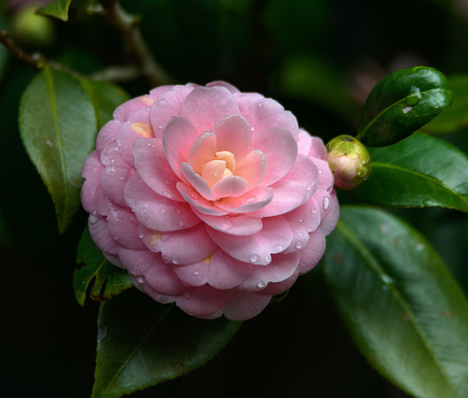 Camellia