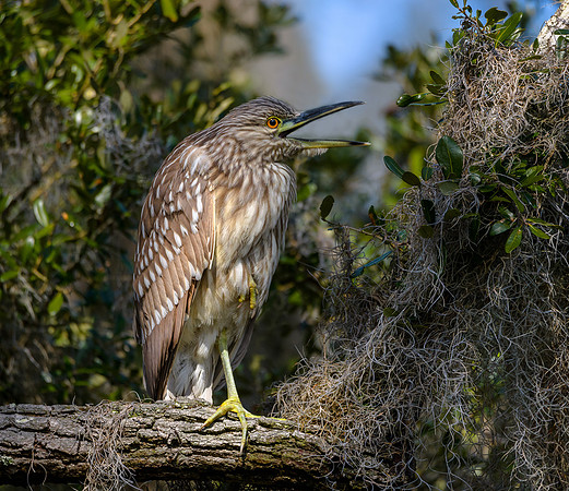 Juvenile Black-crowned Night-heron