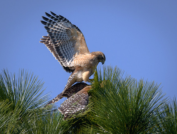 Red-shouldered Hawks mating