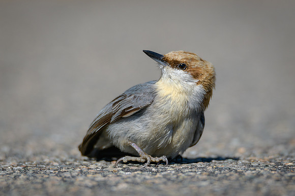 Brown-headed Nuthatch