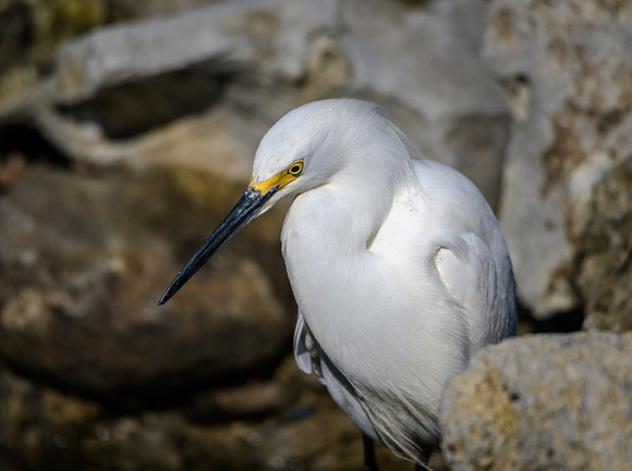 Snowy Egret