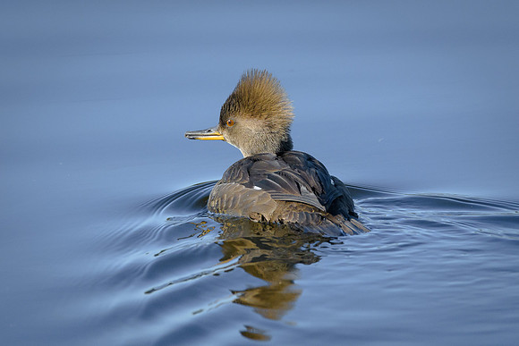 Hooded Merganser