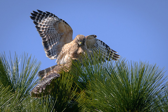 Red-shouldered Hawks mating