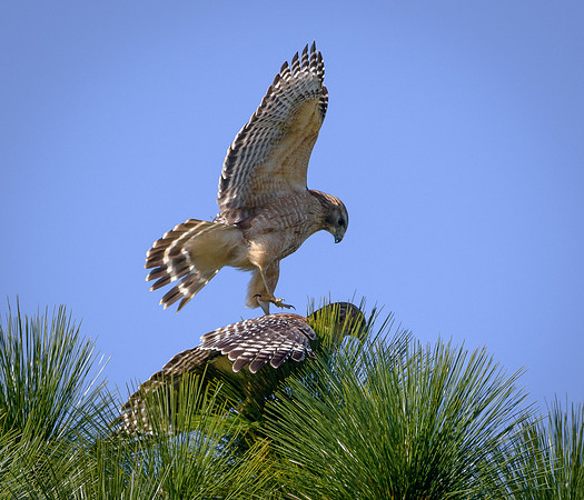 Red-shouldered Hawks mating