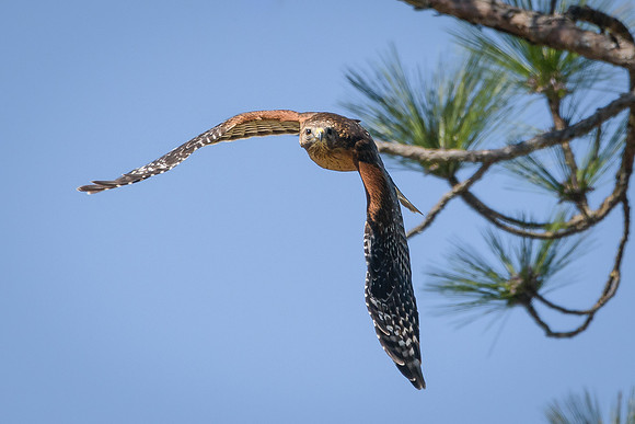 Red-shouldered Hawk
