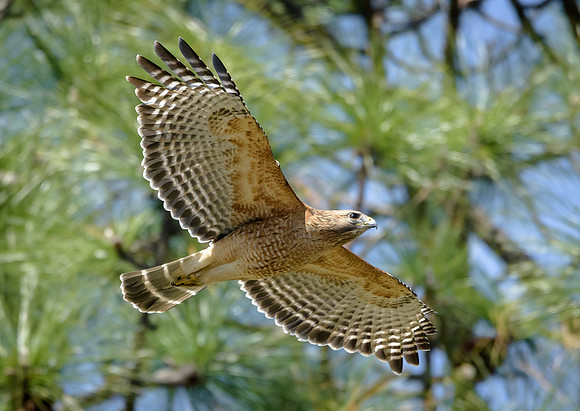 Red-shouldered Hawk