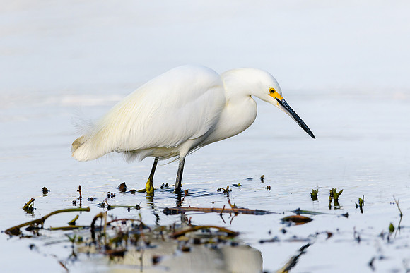 Snowy Egret