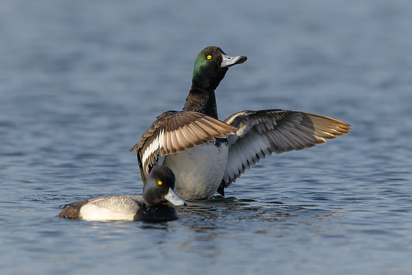 Lesser Scaups