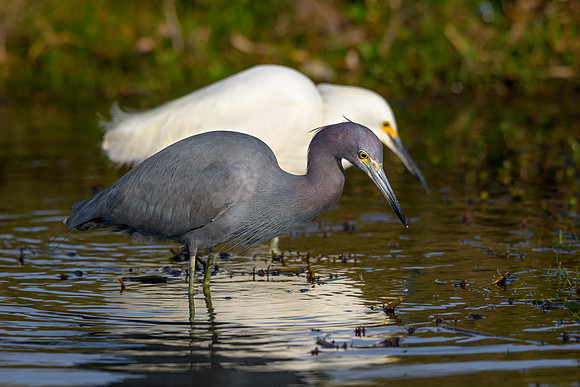 Snowy Egret and Little Blue Heron