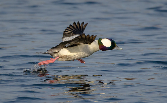 Bufflehead take-off