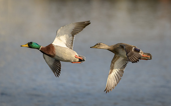 Mallard