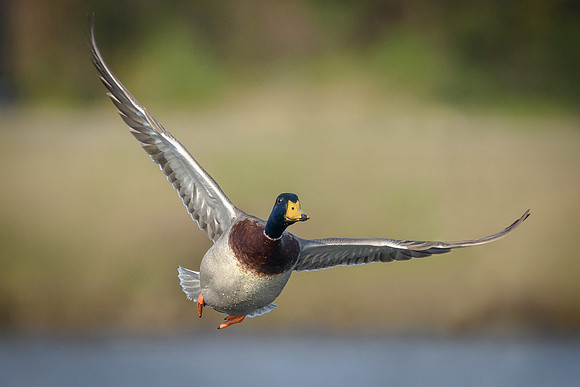Mallard