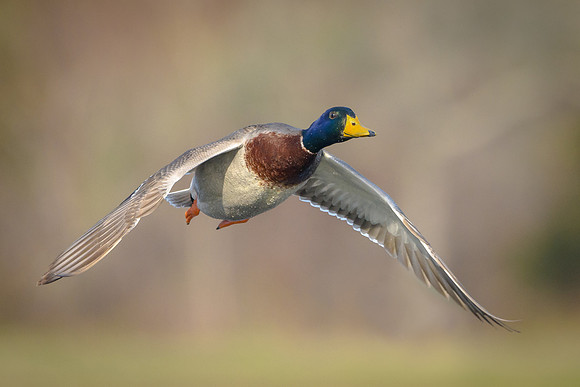 Mallard