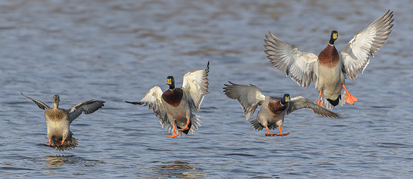 Mallard