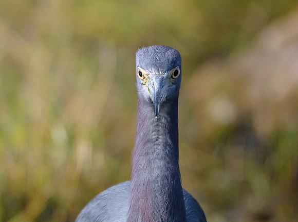 Little Blue Heron