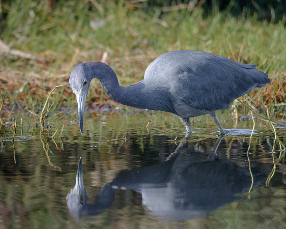 Little Blue Heron