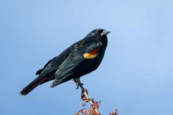 Red-winged Blackbird