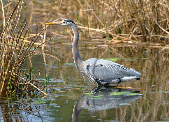 Great Blue Heron
