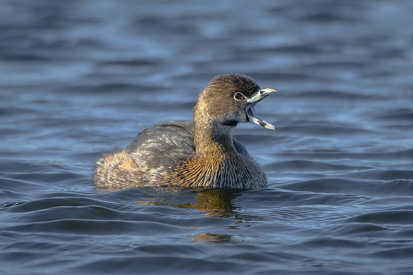 Pied-billed Grebe