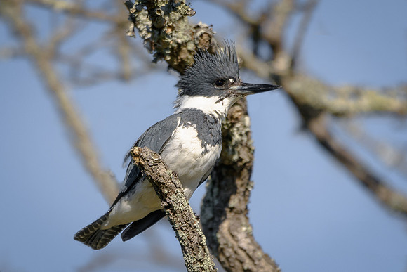 Kingfisher