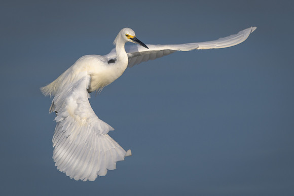 Snowy Egret