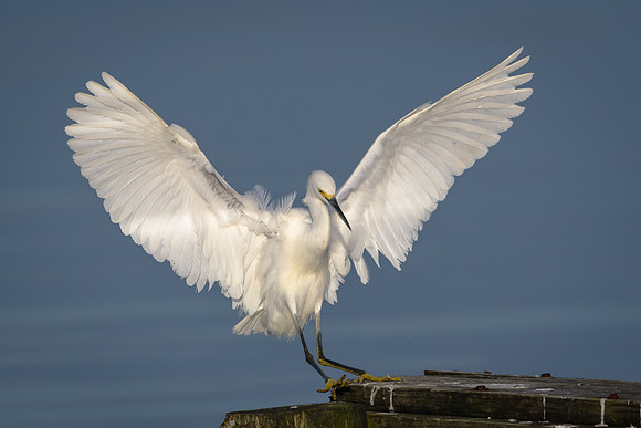 Snowy Egret