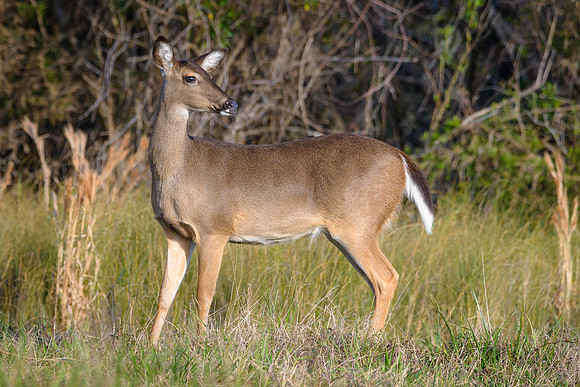 White-tailed Deer