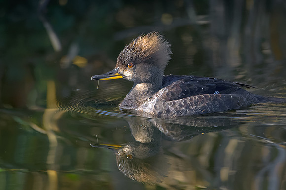 Hooded Merganser