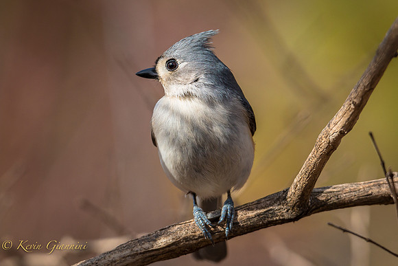 Tufted Titmouse