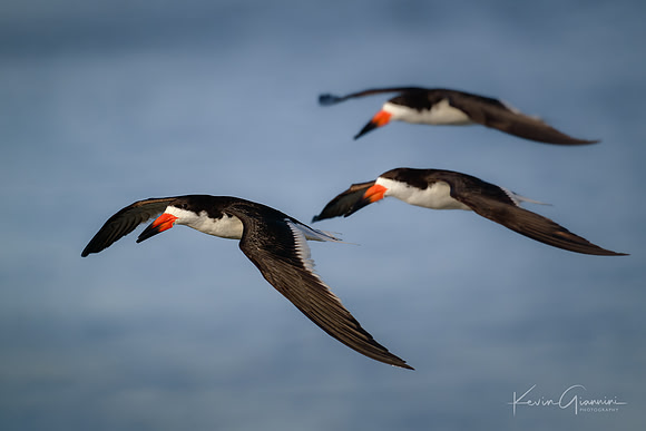 Black Skimmers