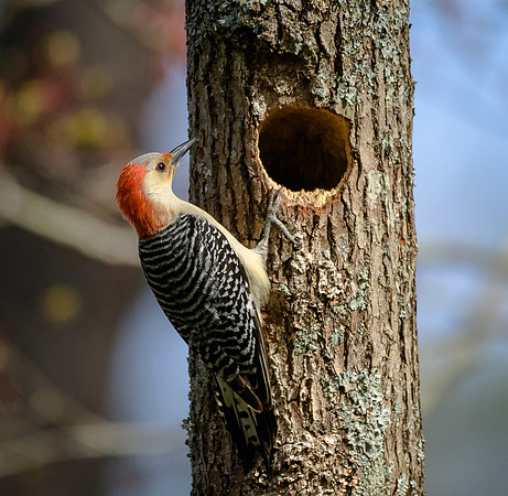 Red-bellied Woodpecker