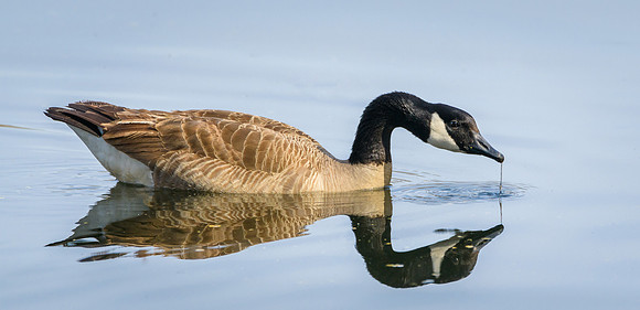 Canada goose