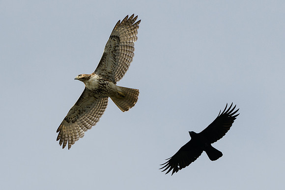 Juvenile Red-tailed Hawk and a Crow