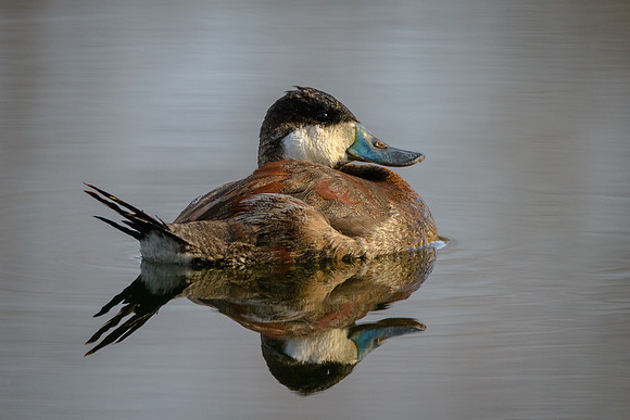 Ruddy Duck