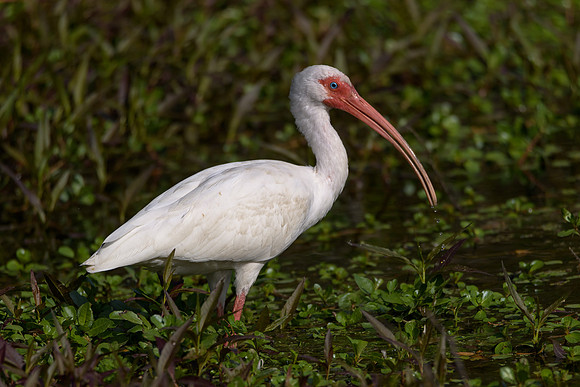 Ibis