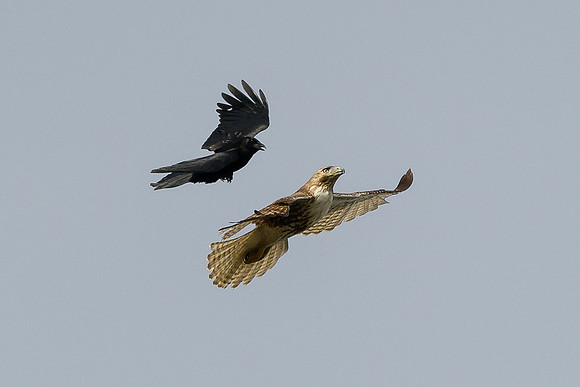 Juvenile Red-tailed Hawk and a Crow