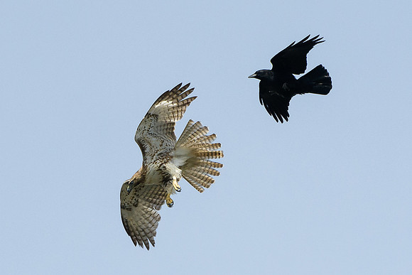 Juvenile Red-tailed Hawk and a Crow