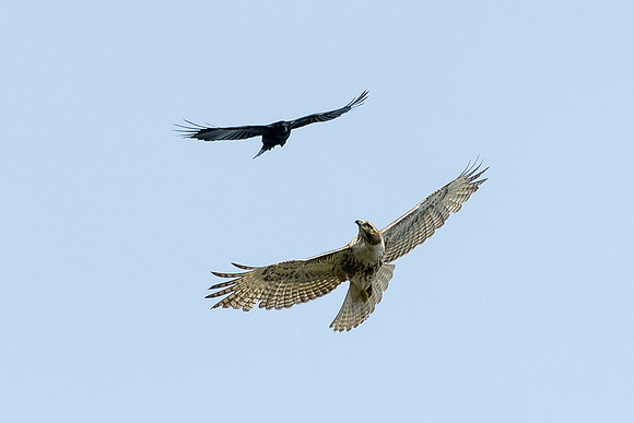 Juvenile Red-tailed Hawk and a Crow