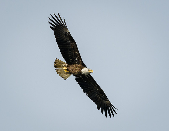 Bald Eagle