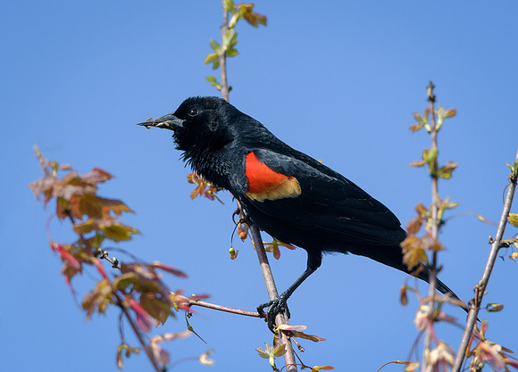 Red-winged Blackbird
