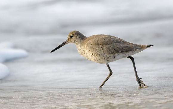 Willet