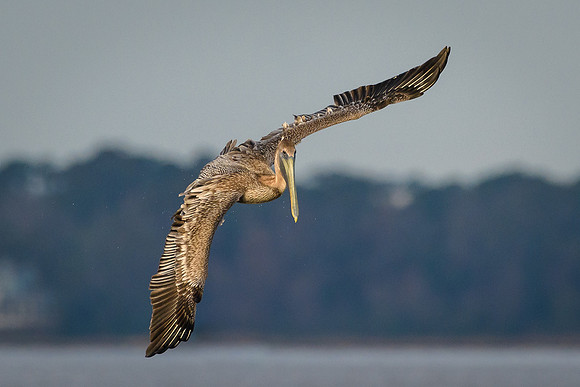 Brown Pelican
