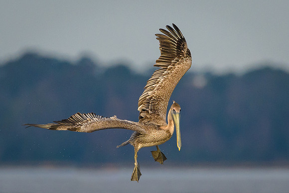 Brown Pelican